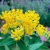'Hello Yellow' Butterfly Flower Seeds -Park Seed® Shop 52151 pk p1