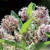 Showy Milkweed Seeds 2 Showy Milkweed Seeds -Park Seed® Shop 52155 pk p1