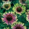 'Green Twister' Coneflower Seeds -Park Seed® Shop 52156