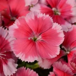 Coronet™ Strawberry Dianthus Seeds