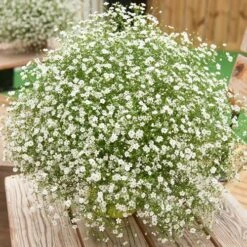 Gypsy White Improved Gypsophila Seeds -Park Seed® Shop 52193 PK 250 1