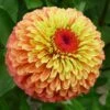 Queeny Lime Orange Zinnia Seeds -Park Seed® Shop 52208