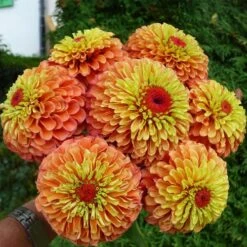 Queeny Lime Orange Zinnia Seeds -Park Seed® Shop 52208 1