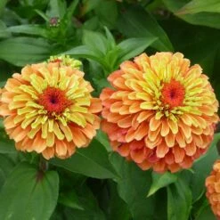Queeny Lime Orange Zinnia Seeds -Park Seed® Shop 52208 2