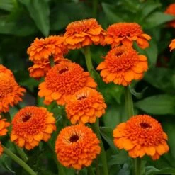 'Zinderella Orange' Zinnia Seeds