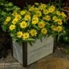 Profusion Lemon Zinnia Seeds -Park Seed® Shop 52212