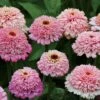 'Zinderella Lilac' Zinnia Seeds -Park Seed® Shop 52214 pk p1