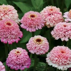 'Zinderella Lilac' Zinnia Seeds