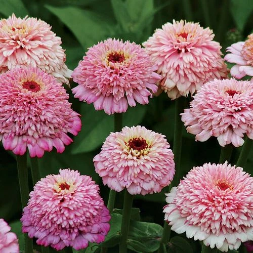 'Zinderella Lilac' Zinnia Seeds 3 'Zinderella Lilac' Zinnia Seeds