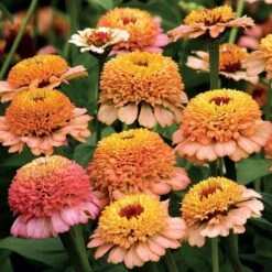 'Zinderella Peach' Zinnia Seeds