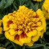 Super Hero™ Yellow Bee Marigold Seeds 2 Super Hero™ Yellow Bee Marigold Seeds -Park Seed® Shop 52221