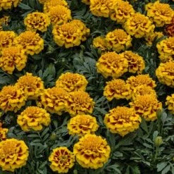 Super Hero™ Yellow Bee Marigold Seeds -Park Seed® Shop 52221 1