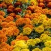 Super Hero™ Mix Marigold Seeds 2 Super Hero™ Mix Marigold Seeds -Park Seed® Shop 52222