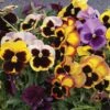 'Swiss Giants Mix' Pansy Heirloom Seeds -Park Seed® Shop 52227 PK P1