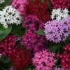 Lucky Star® Mixture Pentas Seeds 1 Lucky Star® Mixture Pentas Seeds -Park Seed® Shop 52236