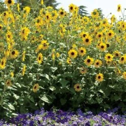 Sunfinity® Yellow Dark Center Sunflower Seeds -Park Seed® Shop 52243 PK P1 1