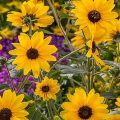 Sunfinity® Yellow Dark Center Sunflower Seeds -Park Seed® Shop 52243 PK P1 2