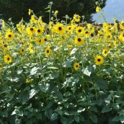 Sunfinity® Yellow Dark Center Sunflower Seeds -Park Seed® Shop 52243 PK P1 3