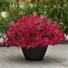 Wave® Carmine Velour Petunia Seeds -Park Seed® Shop 52267