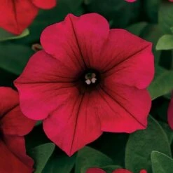 Wave® Carmine Velour Petunia Seeds -Park Seed® Shop 52267 1