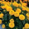 Big Duck Gold F1 Marigold Seeds -Park Seed® Shop 52269 PK P1