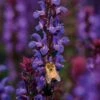 Salvatore Blue Salvia Seeds -Park Seed® Shop 52272 PK P1