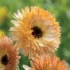 'Orange Flash' Calendula Seeds -Park Seed® Shop 52299 PK P1