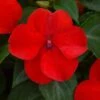 Beacon® Bright Red Hybrid Impatiens Seeds -Park Seed® Shop 52311 PK 500