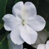 Beacon® White Hybrid Impatiens Seeds -Park Seed® Shop 52318 PK 500