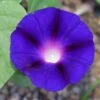'Grandpa Ott' Morning Glory Vine Seeds 2 'Grandpa Ott' Morning Glory Vine Seeds -Park Seed® Shop 52321 PK P1