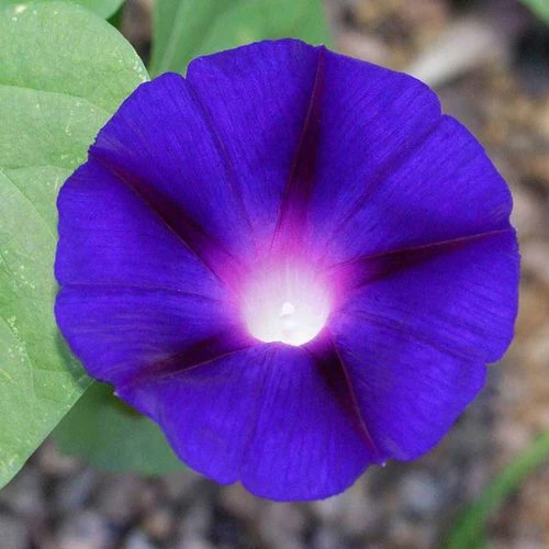 'Grandpa Ott' Morning Glory Vine Seeds 3 'Grandpa Ott' Morning Glory Vine Seeds