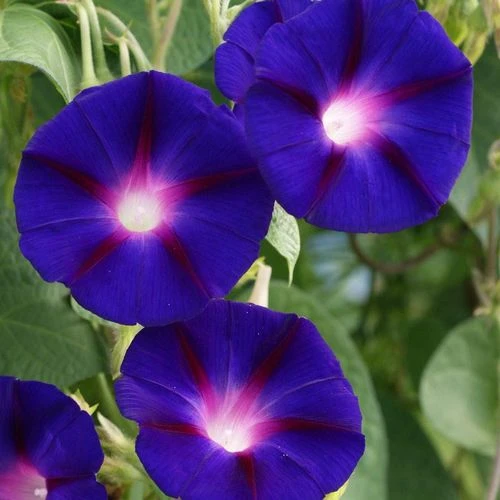 'Grandpa Ott' Morning Glory Vine Seeds 4 'Grandpa Ott' Morning Glory Vine Seeds - Image 2