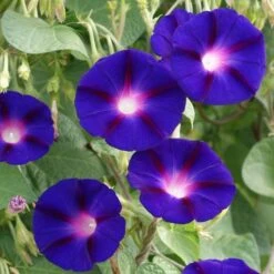 'Grandpa Ott' Morning Glory Vine Seeds 7 'Grandpa Ott' Morning Glory Vine Seeds -Park Seed® Shop 52321 PK P1 2