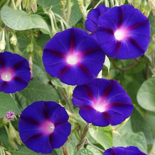 'Grandpa Ott' Morning Glory Vine Seeds 5 'Grandpa Ott' Morning Glory Vine Seeds - Image 3