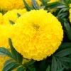 Big Duck™ Yellow Marigold Seeds -Park Seed® Shop 52324 PK P1