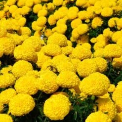 Big Duck™ Yellow Marigold Seeds -Park Seed® Shop 52324 PK P1 1