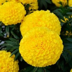 Big Duck™ Yellow Marigold Seeds -Park Seed® Shop 52324 PK P1 2
