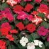 Imara™ XDR Mix Impatiens Seeds 1 Imara™ XDR Mix Impatiens Seeds -Park Seed® Shop 52326