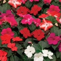 Imara™ XDR Mix Impatiens Seeds