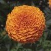 Inca II™ Deep Orange Hybrid Marigold Seeds -Park Seed® Shop 52348