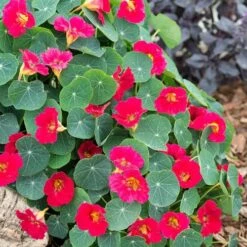 Baby Rose Nasturtium Seeds
