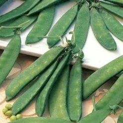 Dwarf White Sugar Snow Pea Seeds -Park Seed® Shop 5235