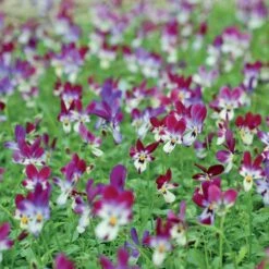 'Bunny Ears' Viola Seeds 7 'Bunny Ears' Viola Seeds -Park Seed® Shop 52353 PK P1 2