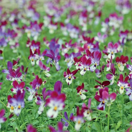 'Bunny Ears' Viola Seeds 5 'Bunny Ears' Viola Seeds - Image 3
