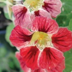 'Chameleon' Nasturtium Seeds