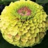 Queeny Lime With Blotch Zinnia Seeds 1 Queeny Lime With Blotch Zinnia Seeds -Park Seed® Shop 52394 PK P1