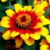 Profusion Red Yellow Bicolor Zinnia Seeds 2 Profusion Red Yellow Bicolor Zinnia Seeds -Park Seed® Shop 52397