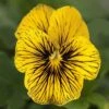 Sorbet® Tiger Eye Viola Seeds -Park Seed® Shop 52398 PK P1