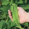 Cabot Bush Bean Seeds -Park Seed® Shop 52401