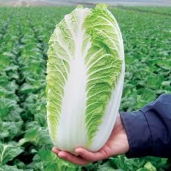 Emiko Hybrid Organic Chinese Cabbage Seeds (P) Pkt Of 20 Seeds